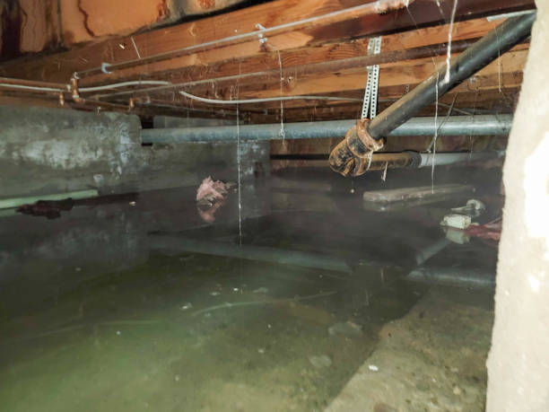 Best Sewage cleanup and water damage restoration  in Country Walk, FL