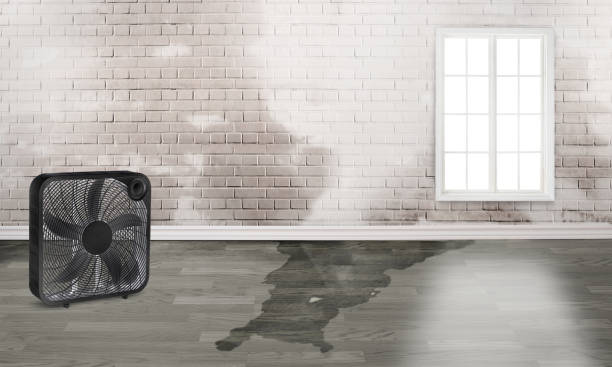 Best Basement water damage restoration  in Country Walk, FL